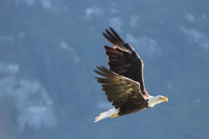 Weisskopf Seeadler Kanada                          